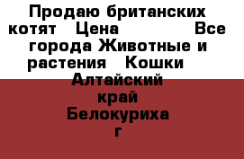 Продаю британских котят › Цена ­ 30 000 - Все города Животные и растения » Кошки   . Алтайский край,Белокуриха г.